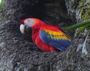 コンゴウインコ